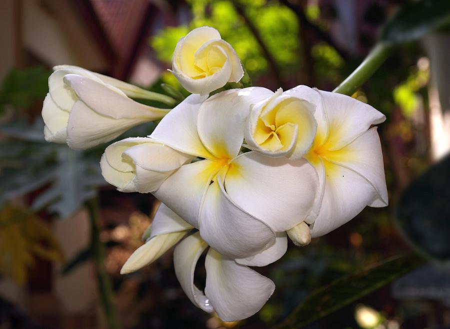 Plumeria Portrait Photograph by Steven Robiner