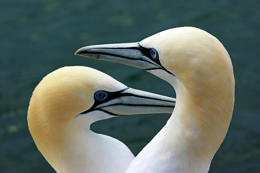 Pair of Northern Gannets Photograph - Portrait of a pair of Northern Gannets by Sami Sarkis Photography
