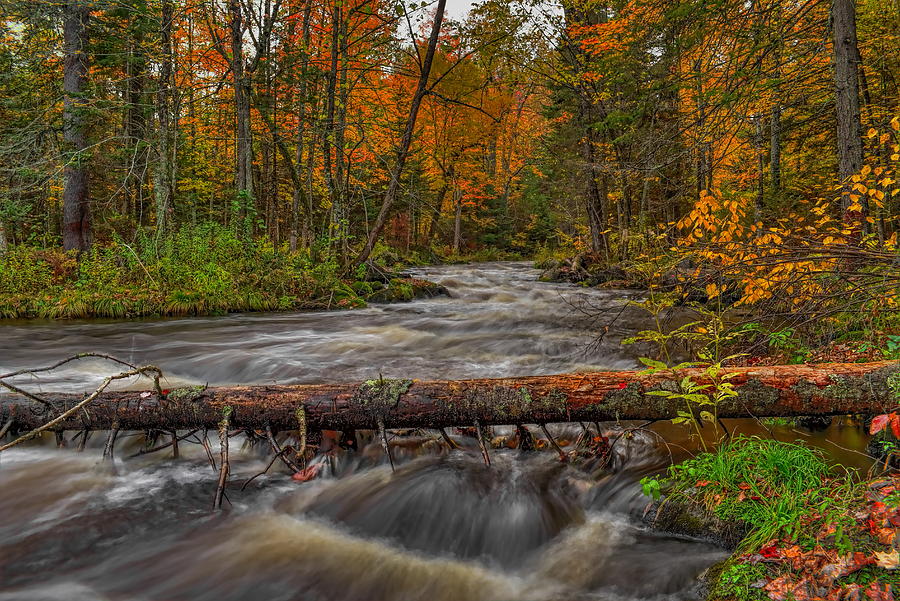 Prairie River Tree Crossing Photograph by Dale Kauzlaric