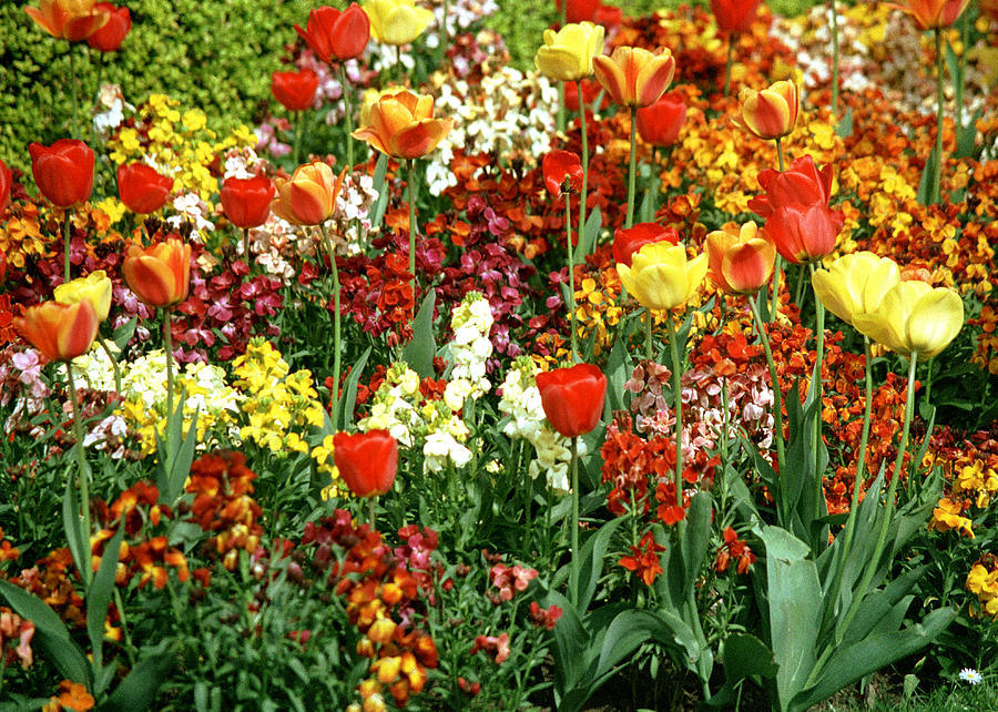 Princes St. Gardens Photograph by Kenneth Campbell