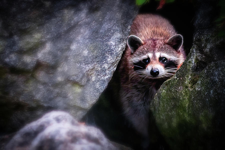 Raccoon Photograph by Al Poullis