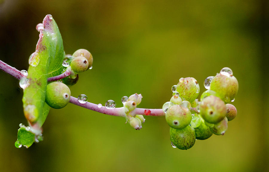 Rain Drops on a Stem Photograph by Crystal Wightman