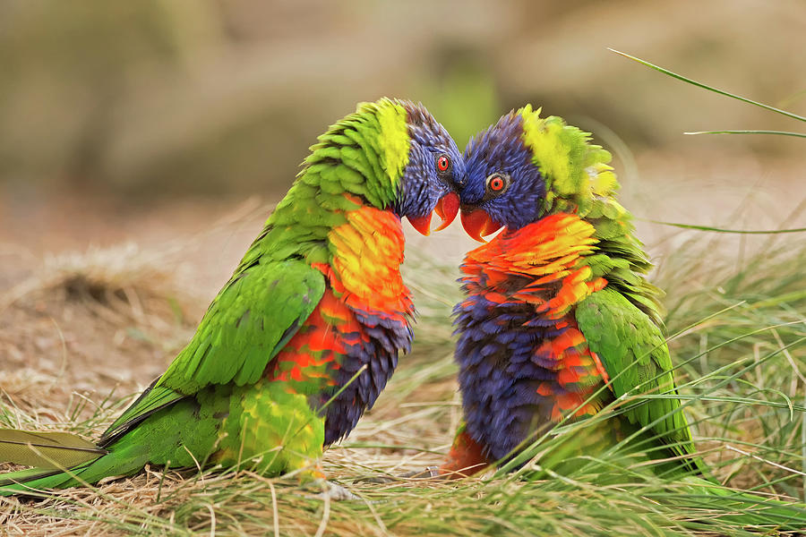 Rainbow lorikeets fighting Photograph by Miroslav Liska