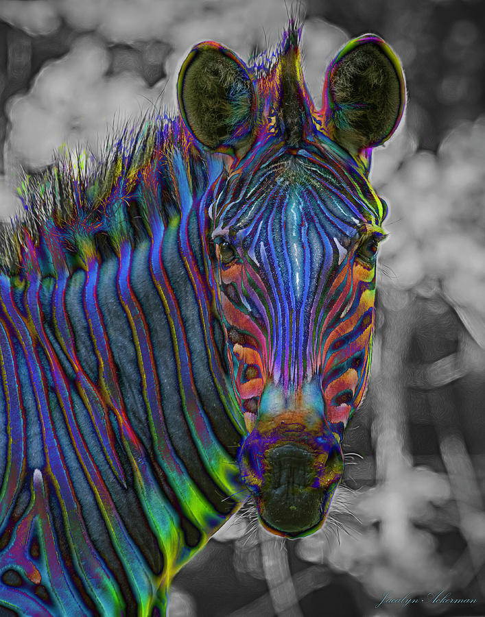 Rainbow Zebra Photograph by Jacalyn Ackerman