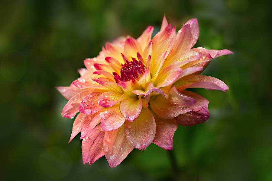 Dahlia in Bloom Photograph - Rainy Dahlia by Mary Jo Allen