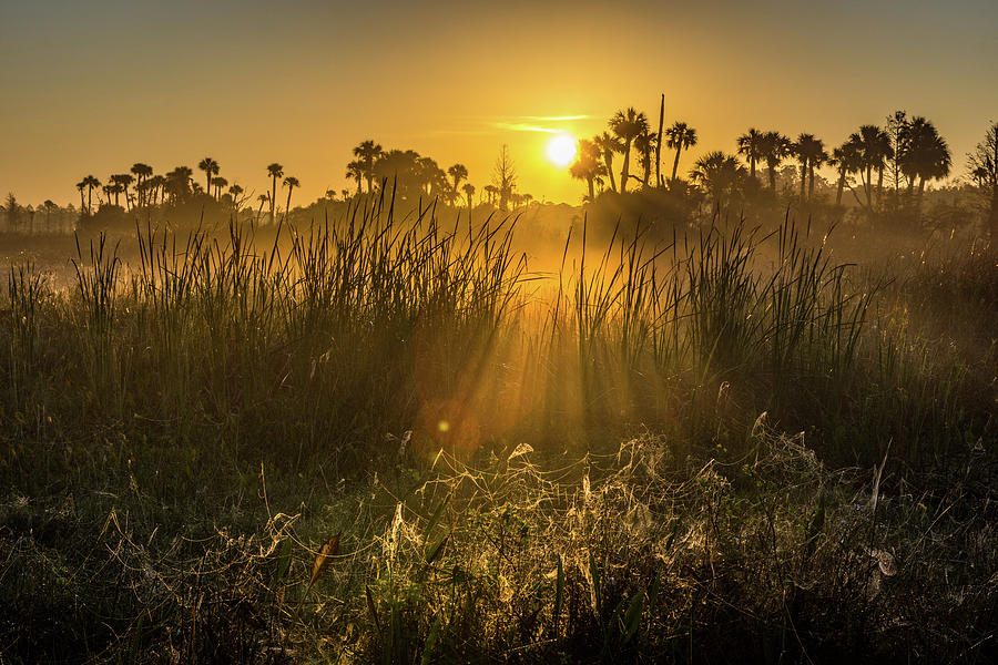 Rays of Light Photograph by David Hart