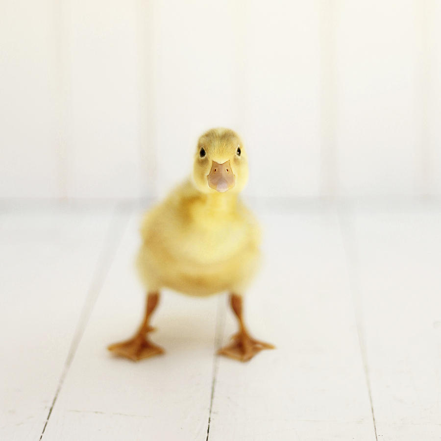 Ready to Rumble - Square Version Photograph by Amy Tyler - Metal Posters