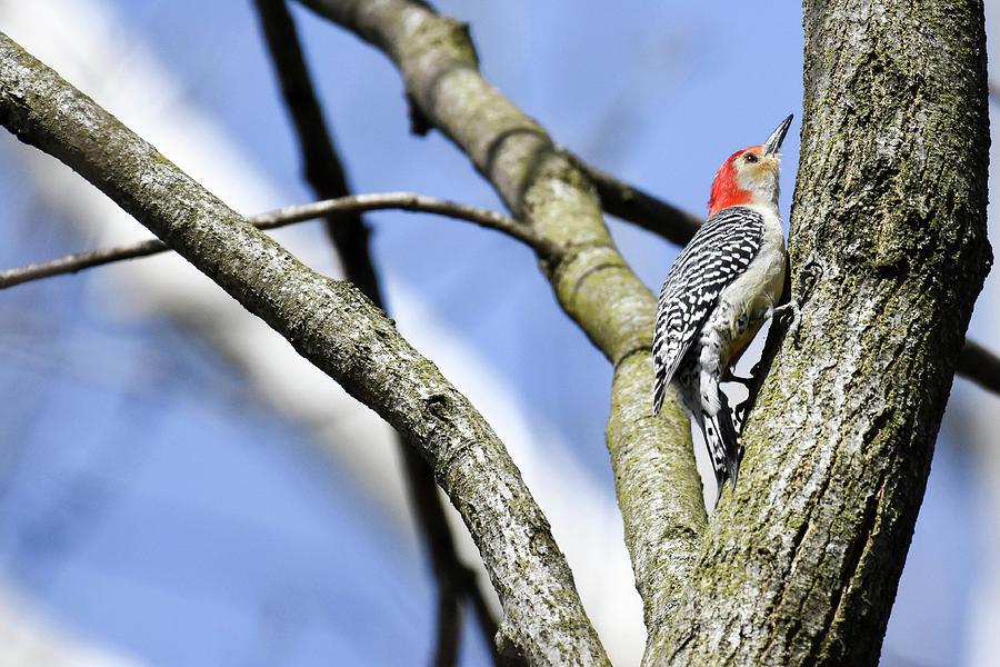 Red-bellied Woodpecker Photograph by Gary Wightman