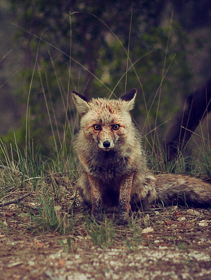 Red Fox Photograph by Robert Newman