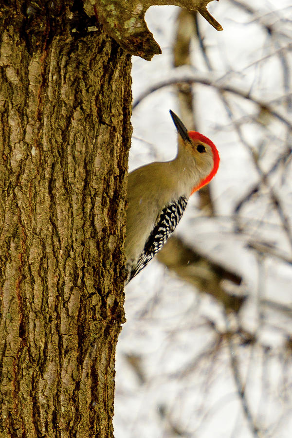 Redheaded Woodpecker Photograph by Rob Narwid