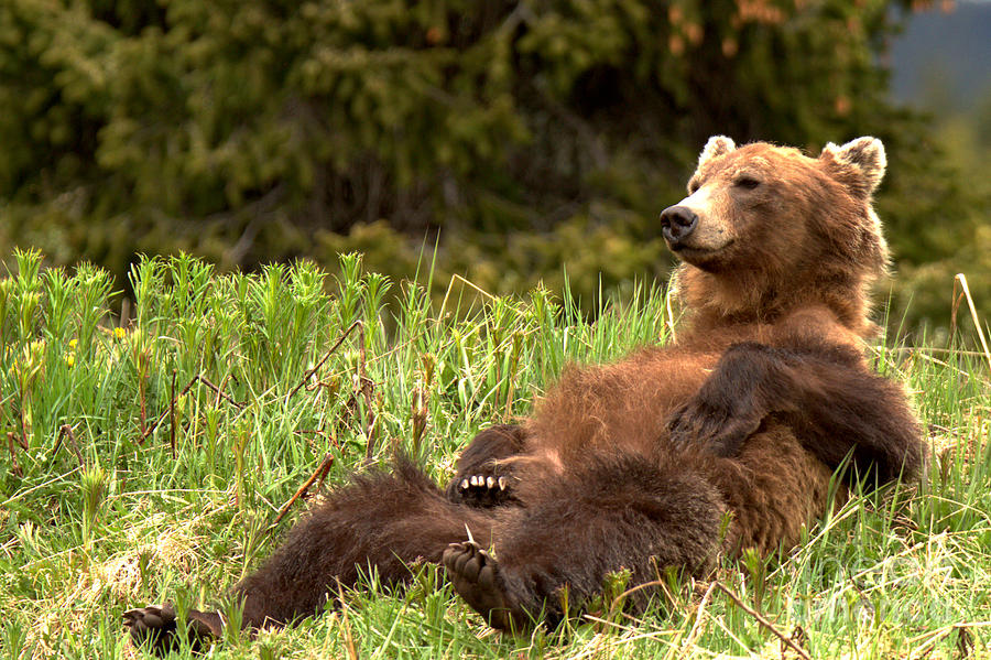 Relaxed Bear in Meadow Photograph - Relaxing Grizzly Bear By Bow Lake by Adam Jewell