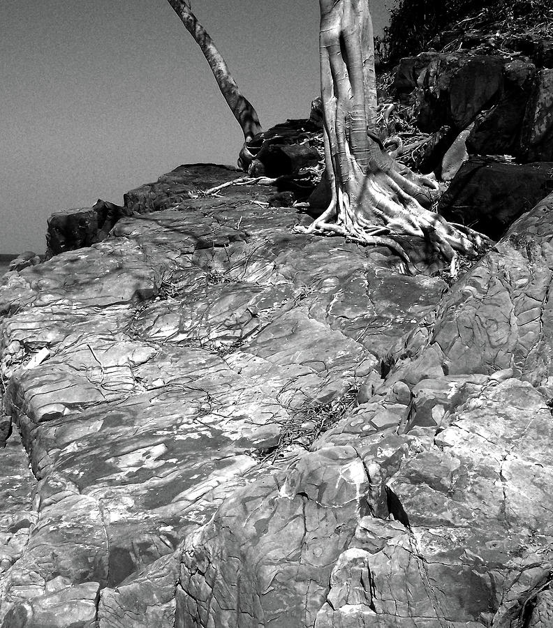 RootFlow Photograph by Steven Robiner