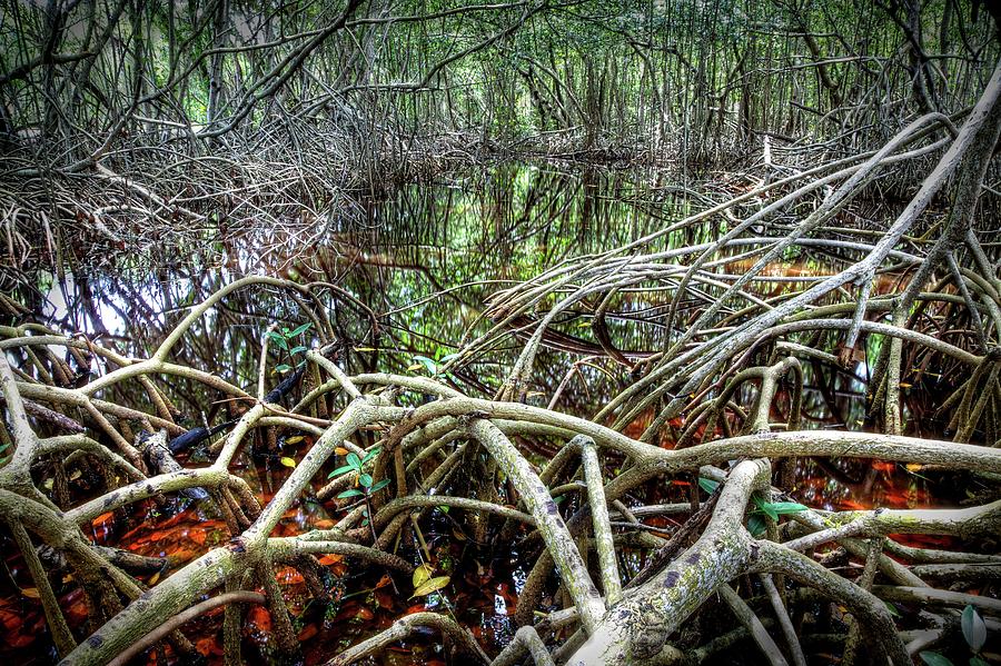 Roots Photograph by Alberto Audisio