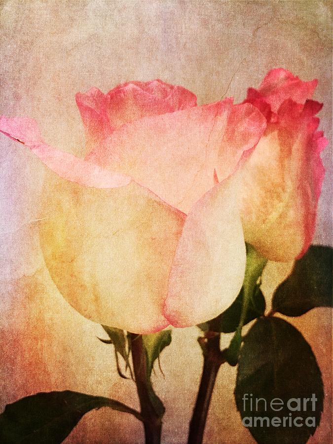 Rosas Photograph by Onedayoneimage Photography