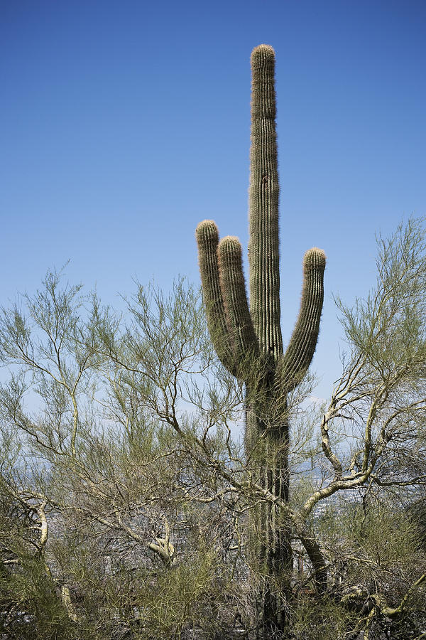 Saguaro 8 Photograph by Kelley King