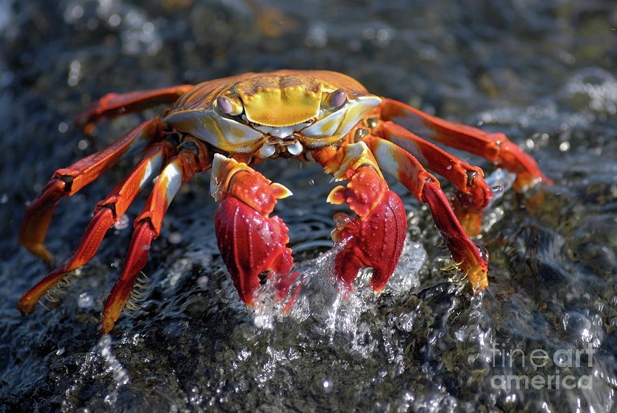 Sally Lightfoot Crab in water Photograph by Sami Sarkis Photography