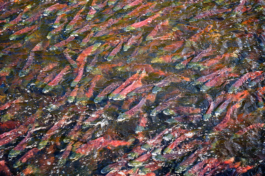 Vibrant School of Salmon Photograph - Salmon So Thick You Can Walk On Them by Mary Lee Dereske