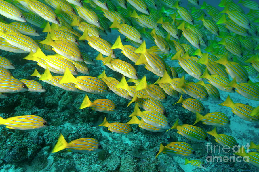 Vibrant Yellow Striped Fish School Photograph - School of blue stripe snapper by Sami Sarkis Photography