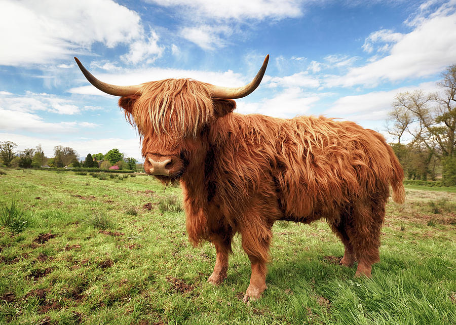 Scottish Highland Cow - Trossachs Photograph by Grant Glendinning