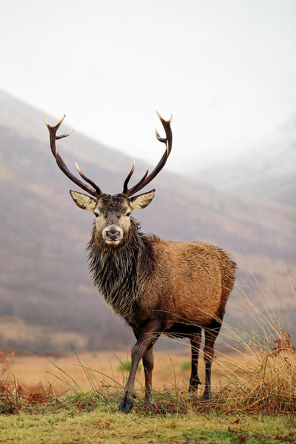 Majestic Scottish Red Deer Stag Photograph - Scottish Red Deer Stag - Glencoe by Grant Glendinning