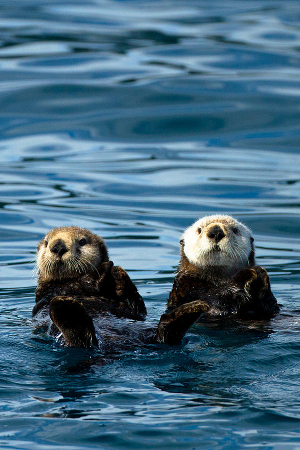 Sea Otter Pair Photograph by Adam Pender - Metal Posters
