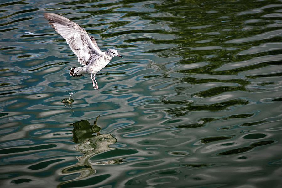 Seagull Photograph by Al Poullis