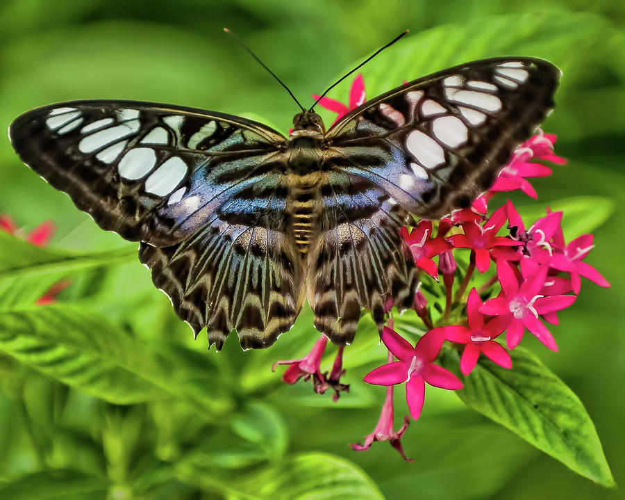 Show Off Photograph by Marshall Hurley