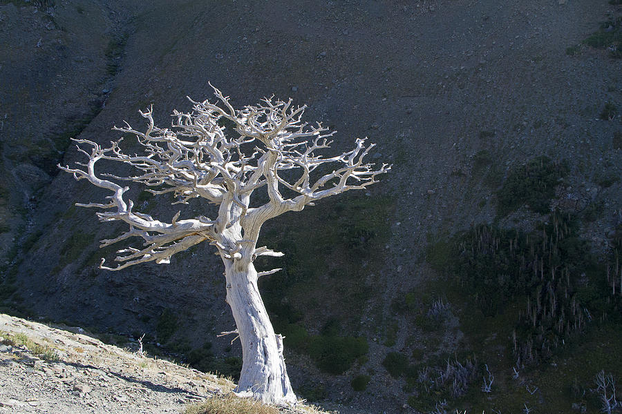 Silver Tree Glacier Park Montana Photograph by Waterdancer 