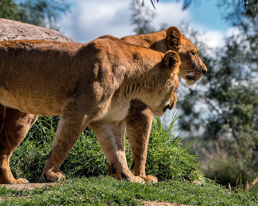 Sisters Overlook Photograph by American Landscapes
