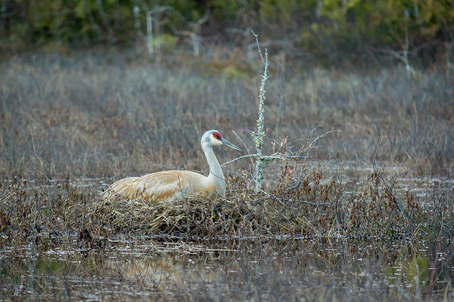 Sitting on the Nest Photograph by Steve LItalien