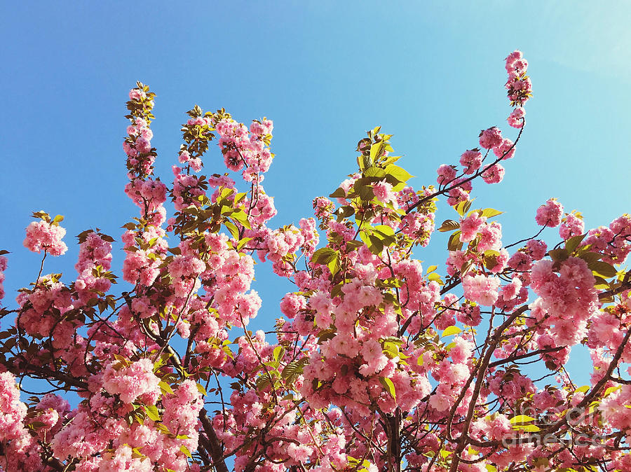 Sky Blooms Photograph by Onedayoneimage Photography