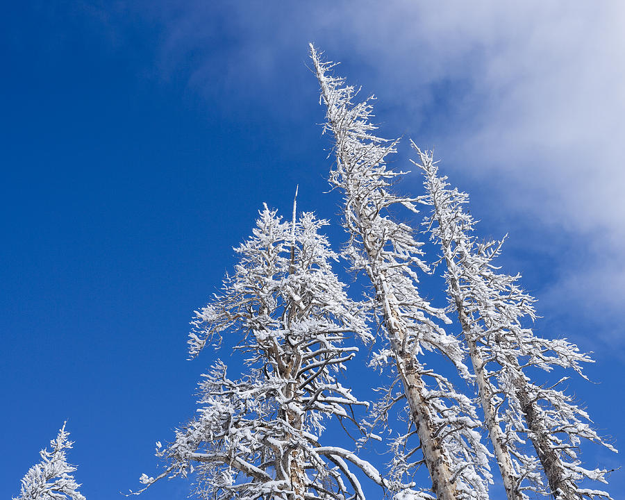 Snow Covered Trees Photograph by Kelley King