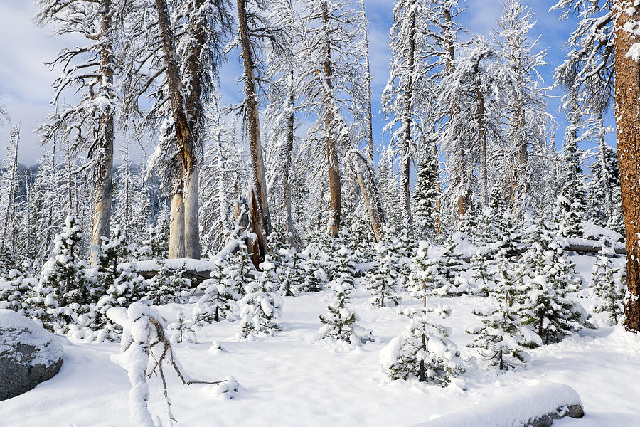 Snowscape Photograph by Kelley King