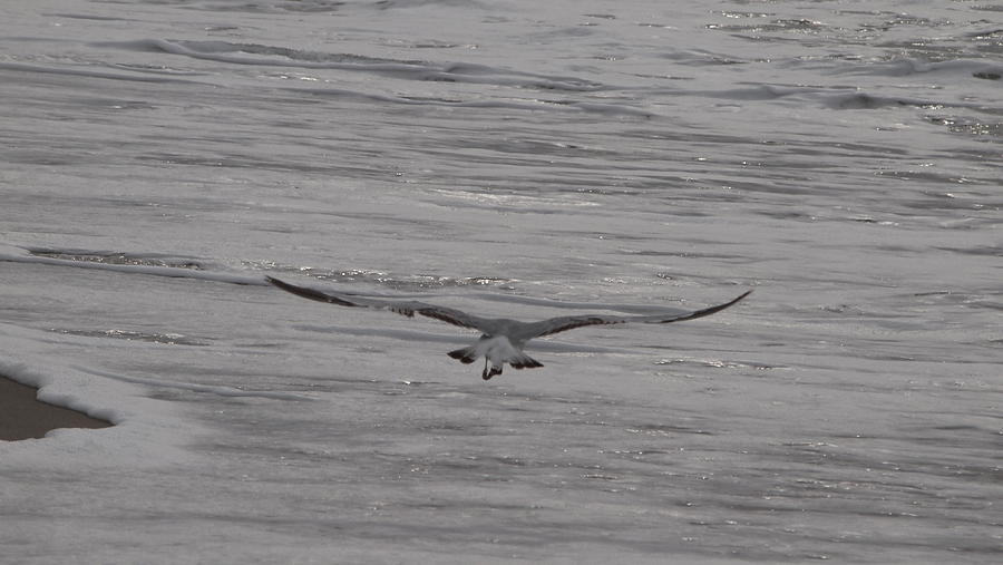 Soaring Gull Photograph by Robert Newman