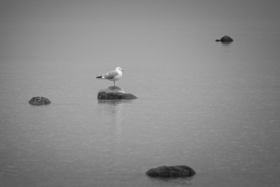 Solitude Photograph by Steve LItalien