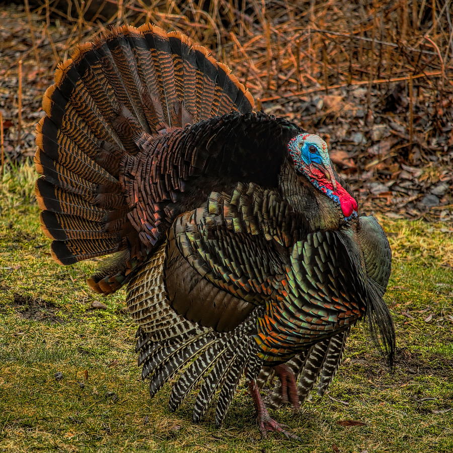Spring Gobbler Photograph by Dale Kauzlaric