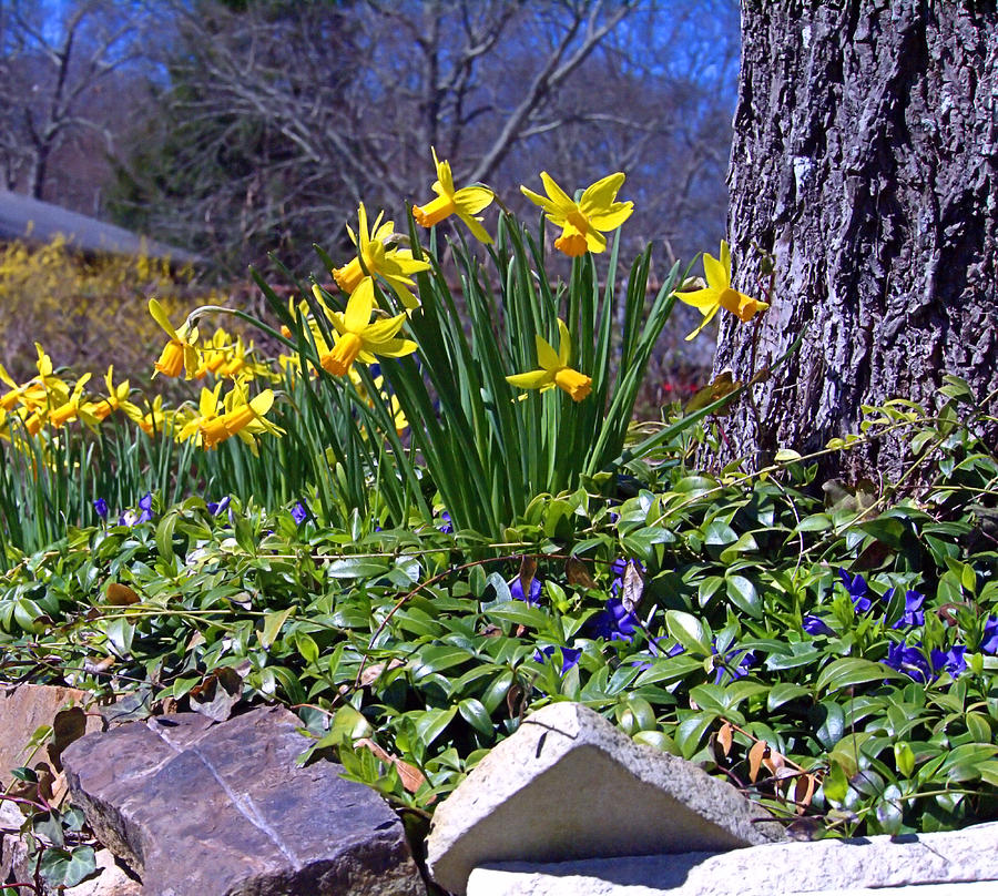 Spring Photograph by Robert Newman