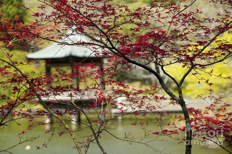 Springtime in Japan Photograph by Waterdancer 