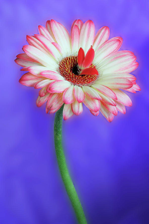 Sprouting dahlia Photograph by Marla Craven