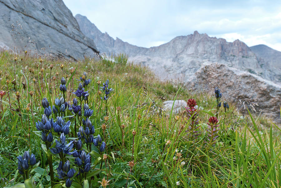 Star Gentian with Mountain Peak Photograph by Cascade Colors