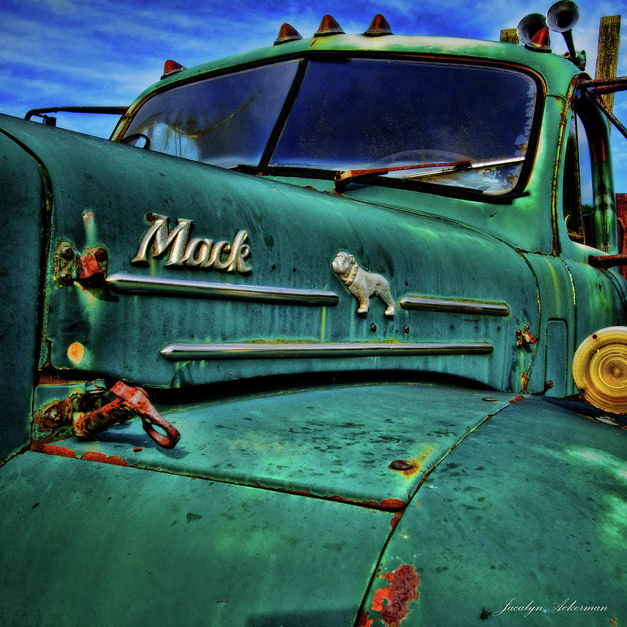 Still Mighty Photograph by Jacalyn Ackerman