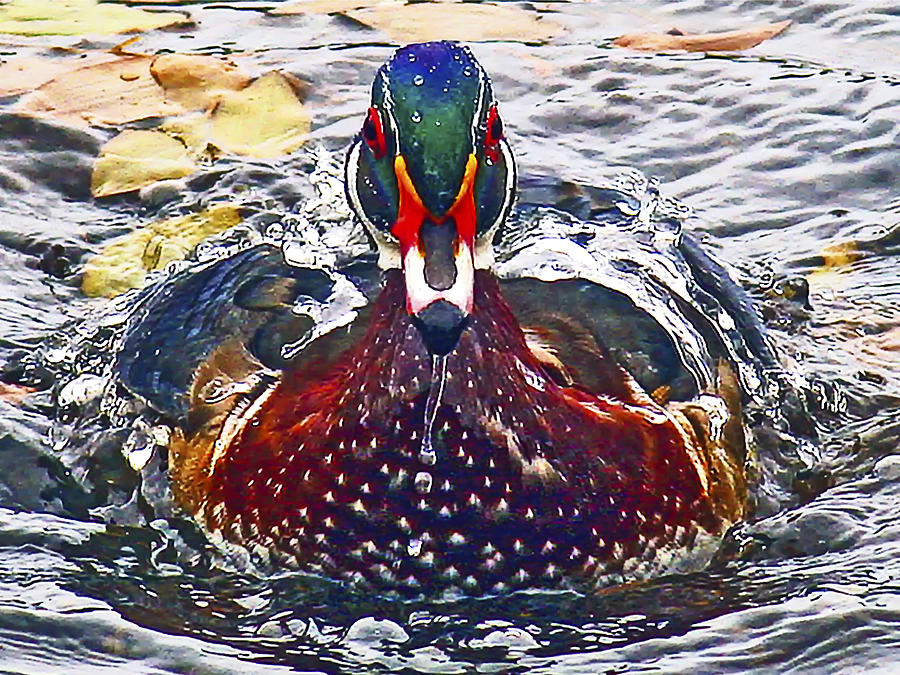 Straight Ahead Wood Duck Photograph by Jean Noren