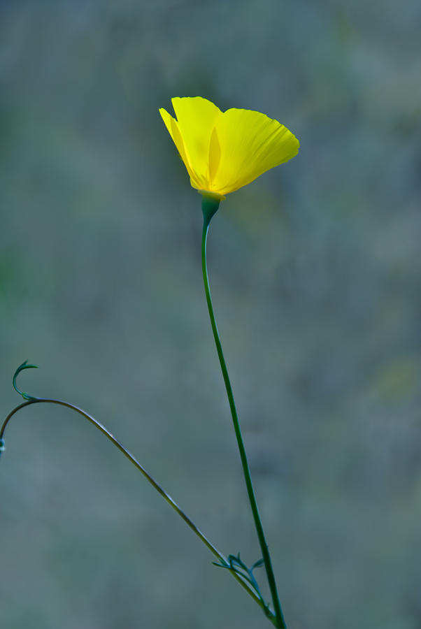 Sun Trumpet Photograph by Matt Halvorson