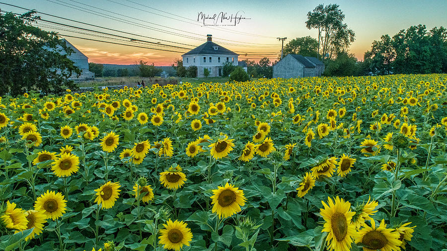 Sunflowers for Wishes Photograph by Veterans Aerial Media LLC