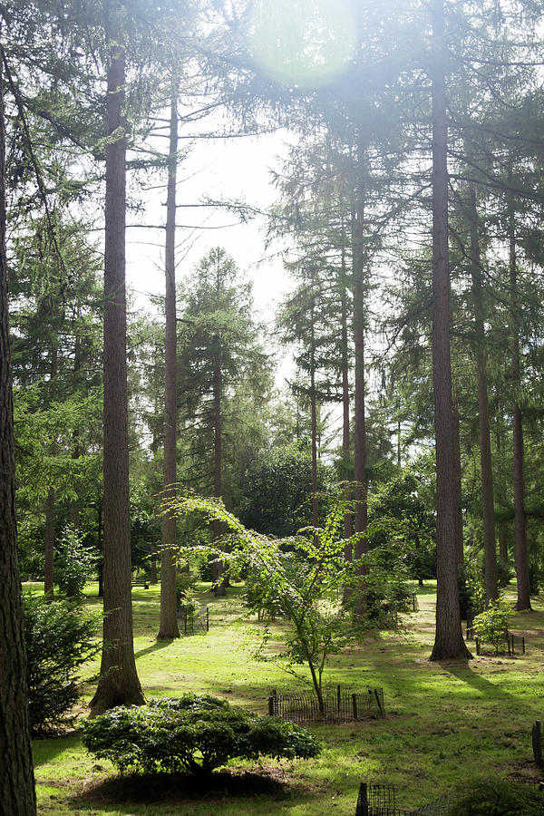Sunlight Through the Trees Photograph by Scott Lyons