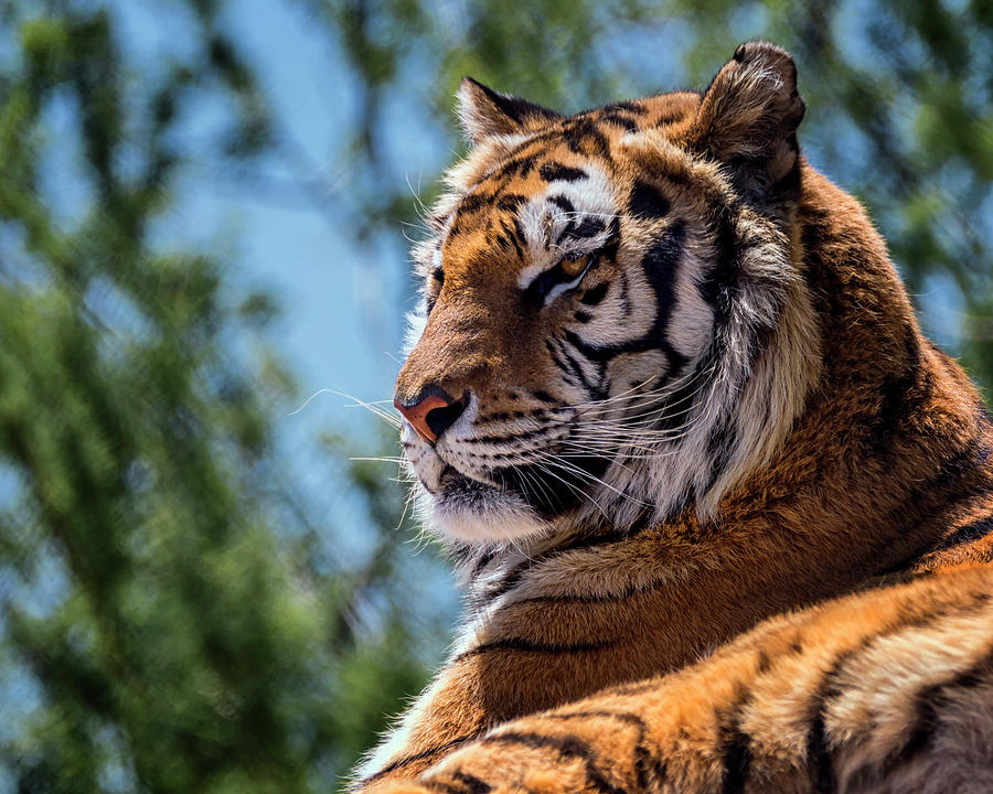 Surveying Eyes Photograph by American Landscapes