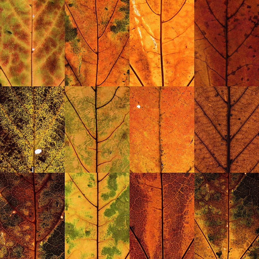 Swatches - Autumn Leaves inspired by Gerhard Richter Photograph by Shankar Adiseshan