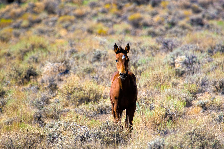 Sweet Mustang Foal Photograph by Waterdancer 