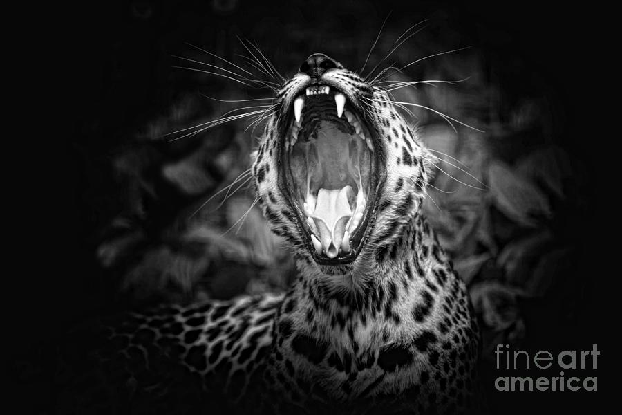 The  Leopards Tongue Rolling Roar Photograph by Mary Lou Chmura
