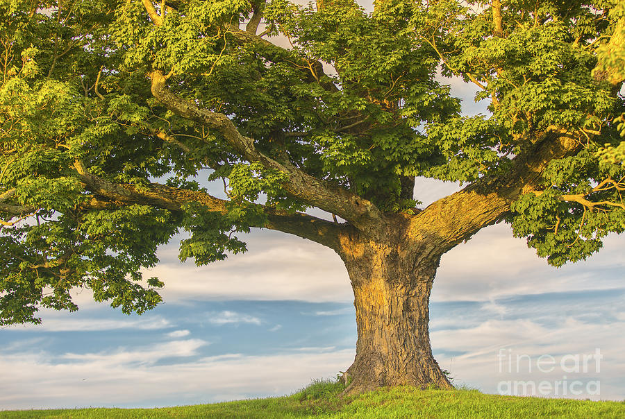 The Mighty Maple Photograph by Mary Lou Chmura